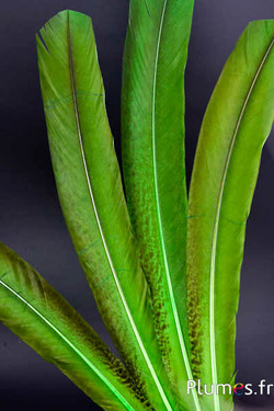 Pavone viola - 45-52 cm - lime